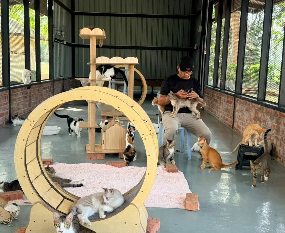 赛城猫公园成功拯救235只猫 成为雪邦县景点区之一