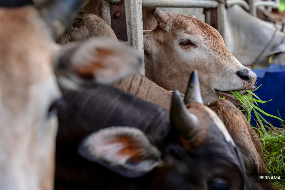RM25m agricultural assistance package to benefit over 16,000 recipients