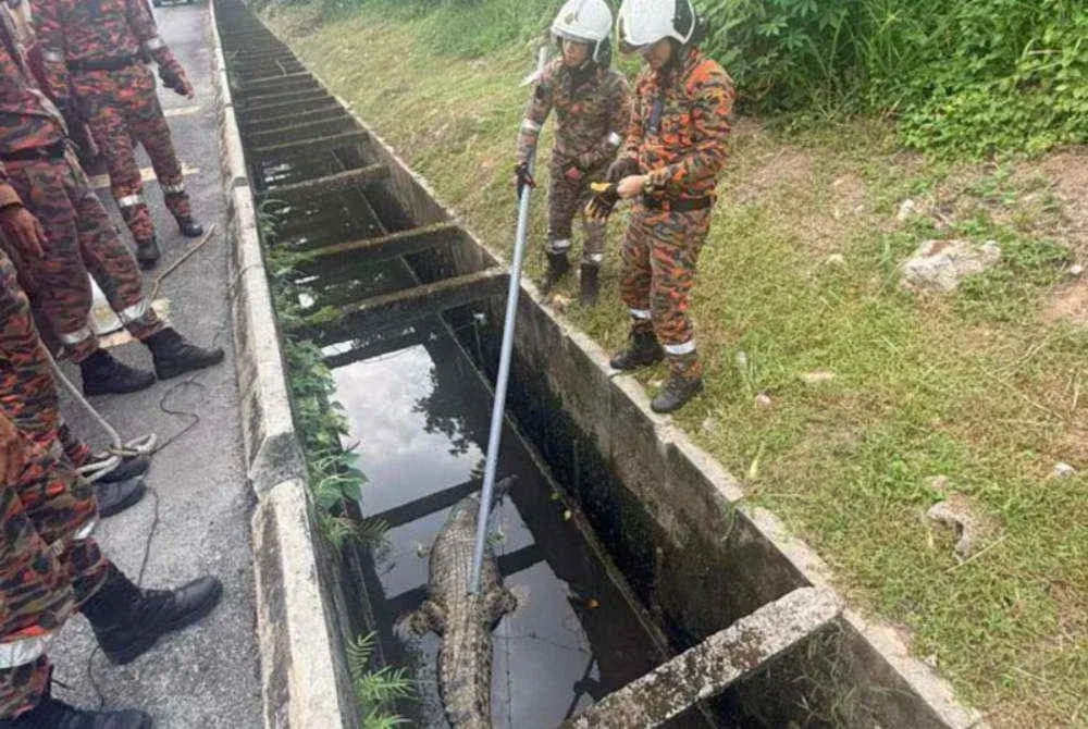 Buaya lebih tiga meter terperangkap dalam longkang di Sungai Manggis