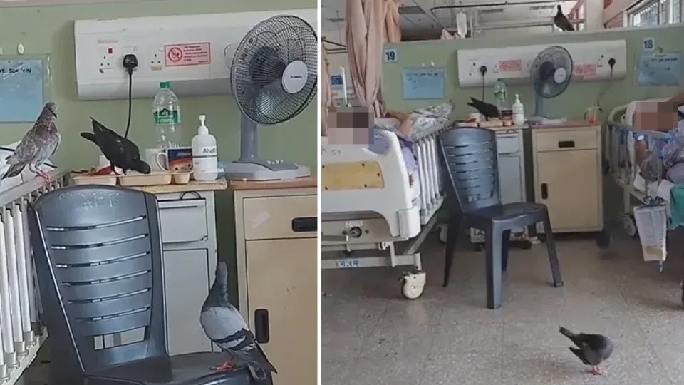 Video tular burung masuk wad, HTAR ambil langkah kawalan pangkas pokok