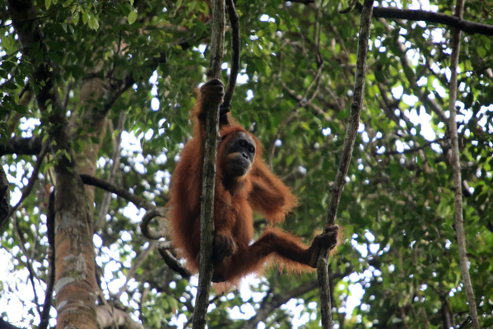 Deadly Indonesia floods last year wiped out 7 pct of rare orangutans — Report