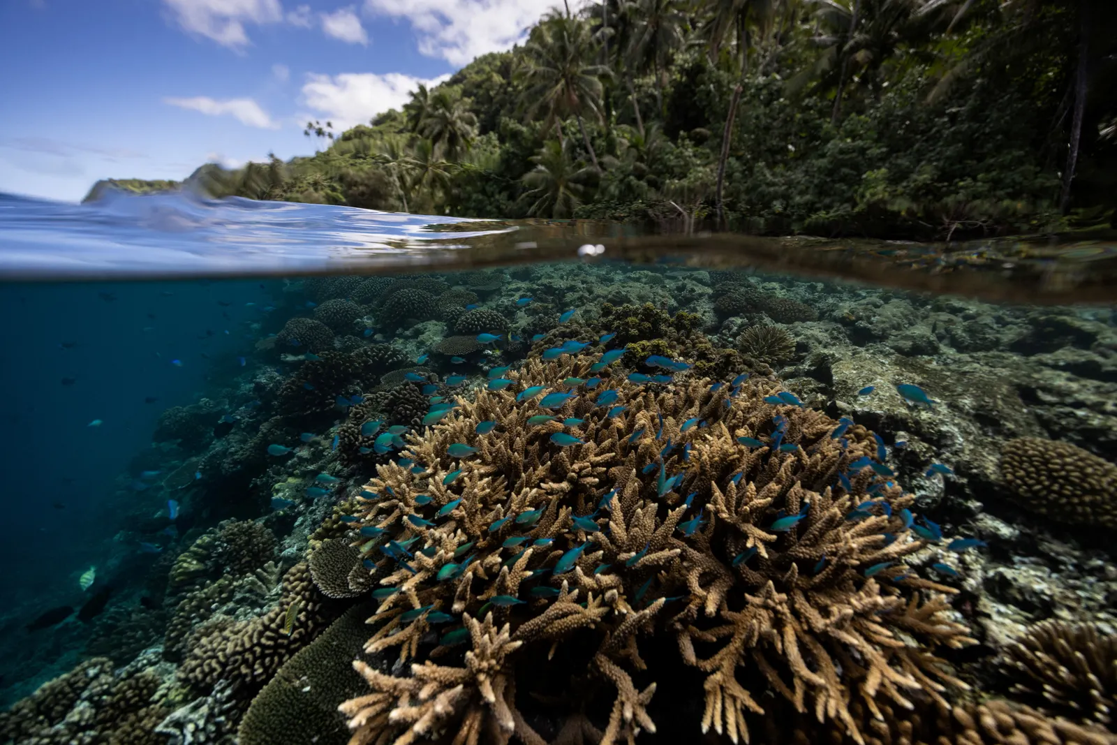 Scientists identify nearly 166,000sqkm of climate-resilient coral reefs