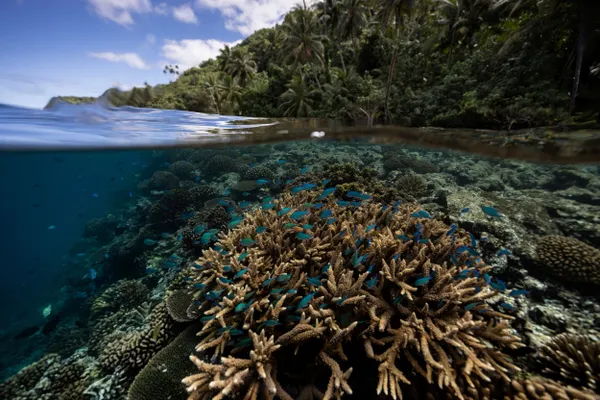 Scientists identify nearly 166,000sqkm of climate-resilient coral reefs