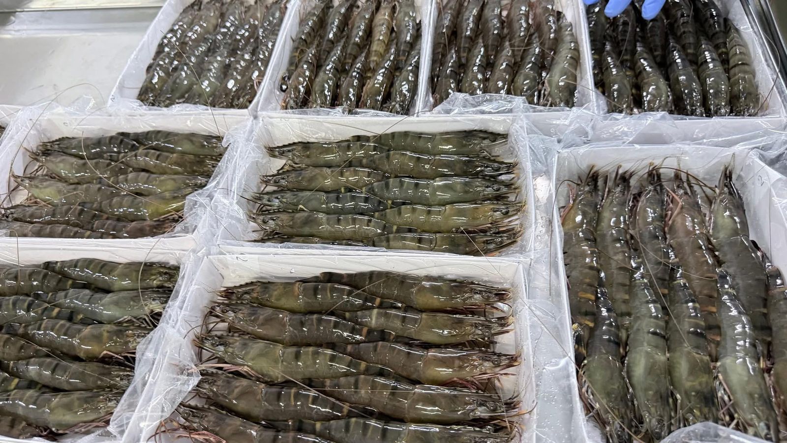Bekalan udang tempatan seluruh negara cukup, Selangor antara penyumbang utama
