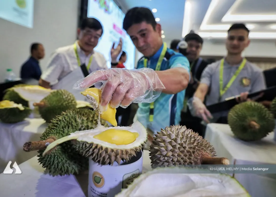 Discarding fruit for quality: The secret behind Duri Hitam being crowned 'King of Kings'