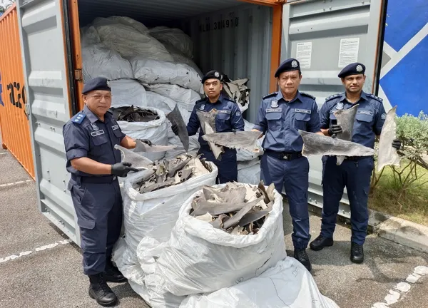 Melaka Customs thwarts attempt to smuggle over RM8m worth of shark fins