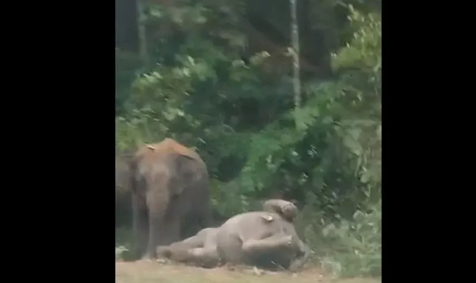 Pemandu cedera, kereta terjunam gaung selepas langgar anak gajah di Mersing