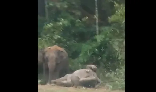Pemandu cedera, kereta terjunam gaung selepas langgar anak gajah di Mersing