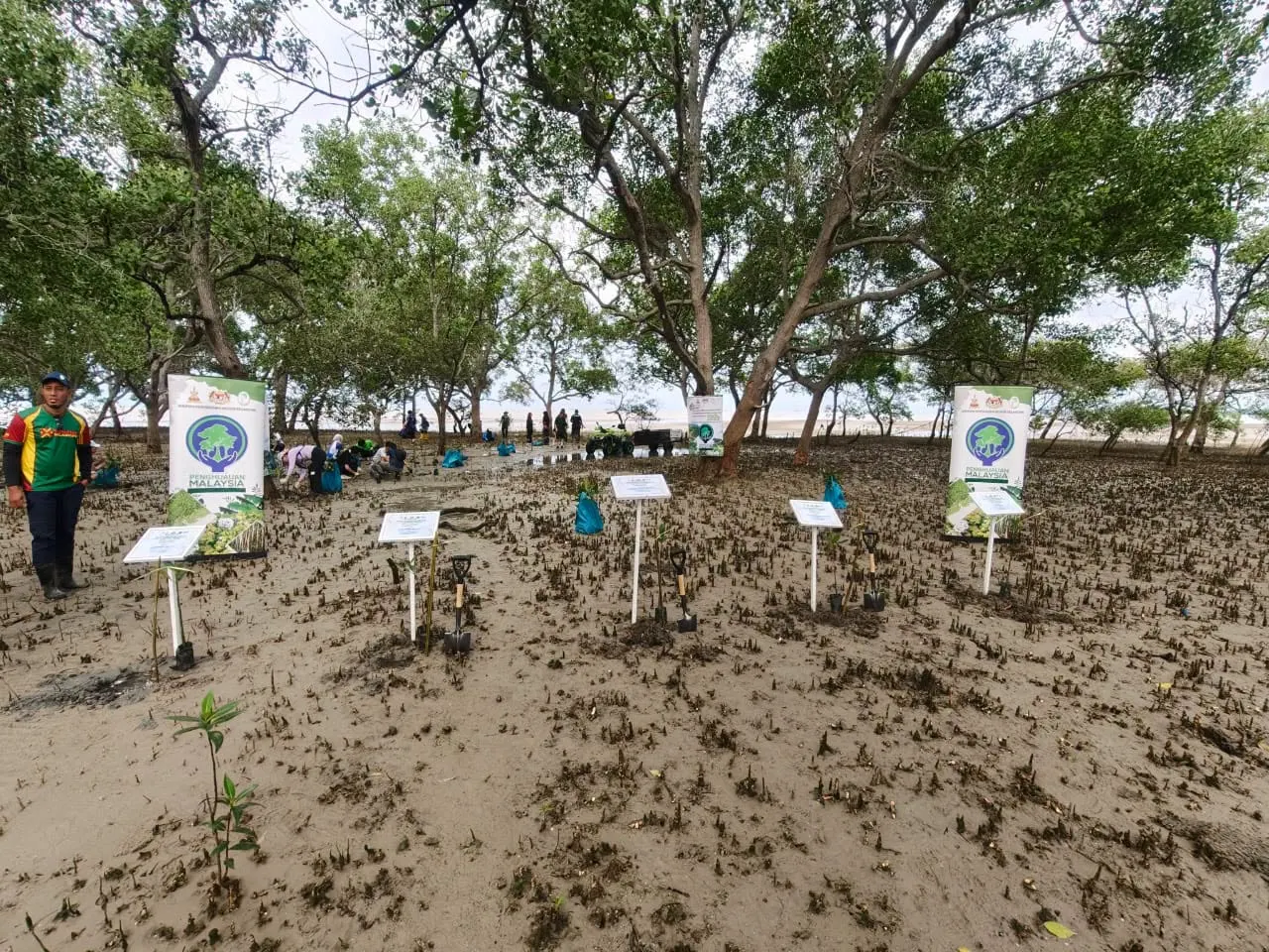 700 pokok bakau ditanam di Pantai Kelanang sempena sambutan sedunia