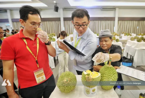 如何筛选优质榴莲? 黑刺之父:香气乃重要指标