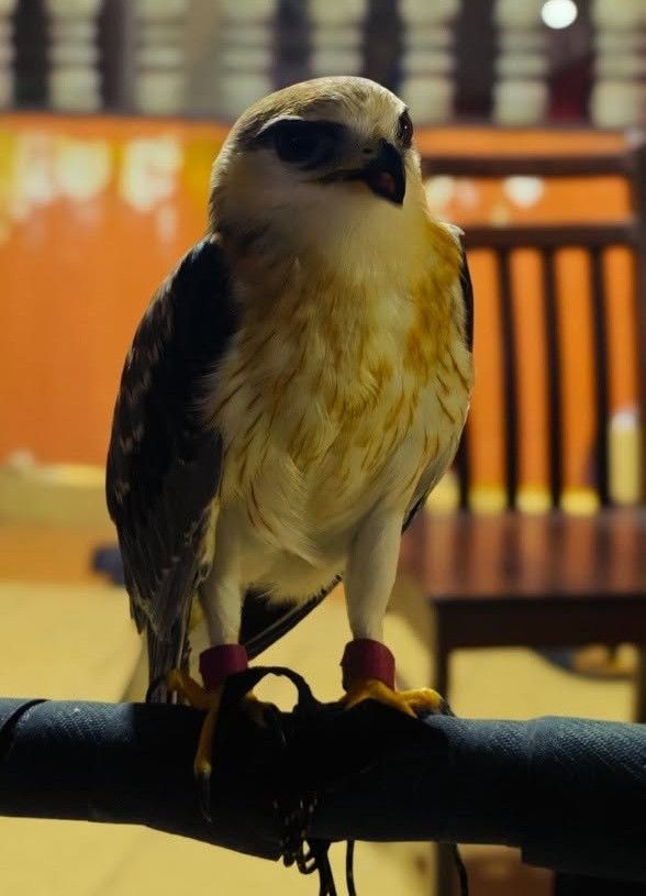 Unlicensed bird of prey valued at RM100,000 seized in Kapar