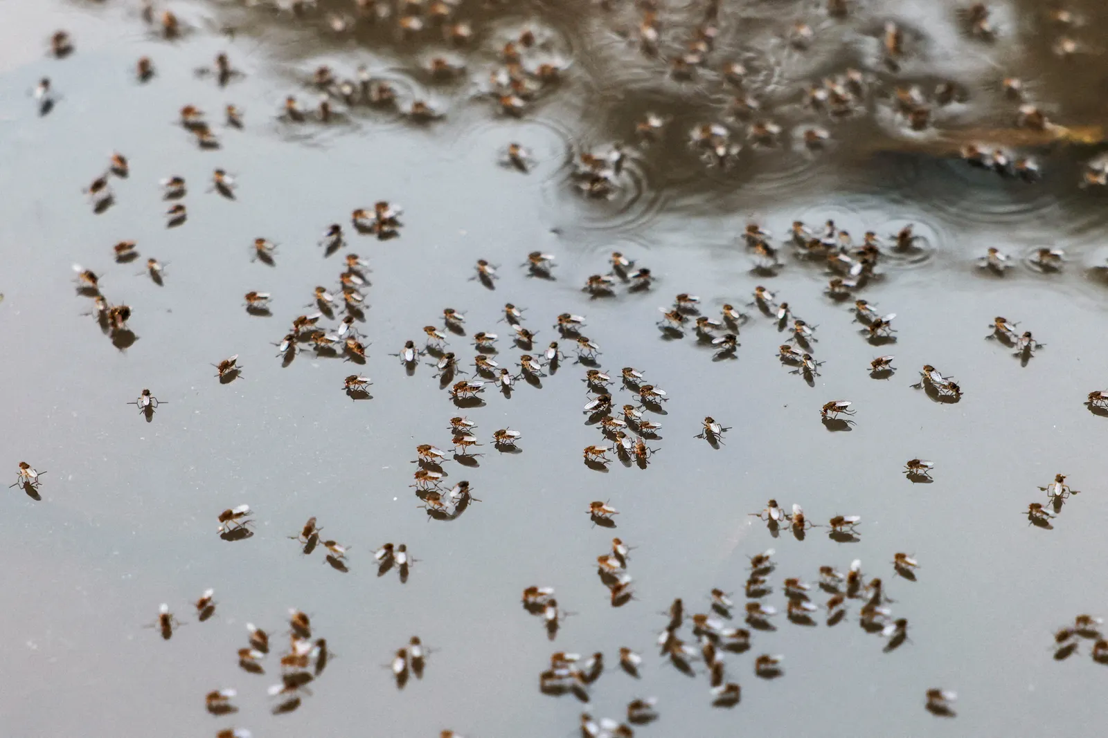 Bangladesh warns of dengue surge as weather aids spread