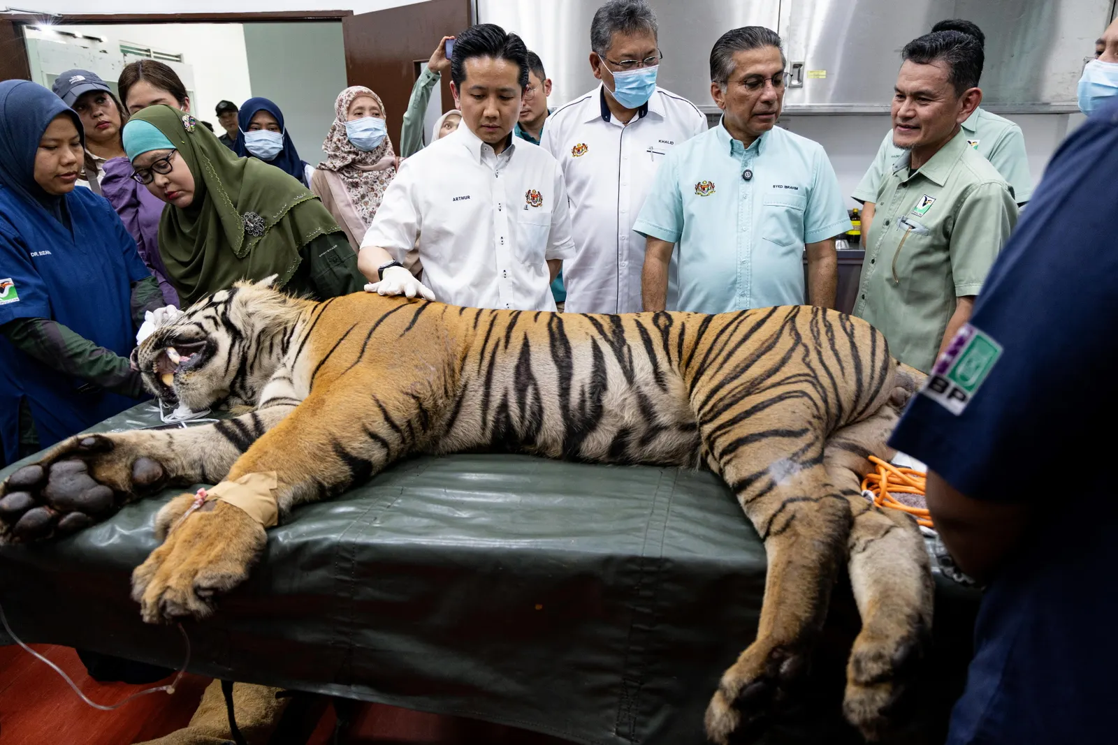 First Malayan Tiger to be released from NWRC into natural habitat