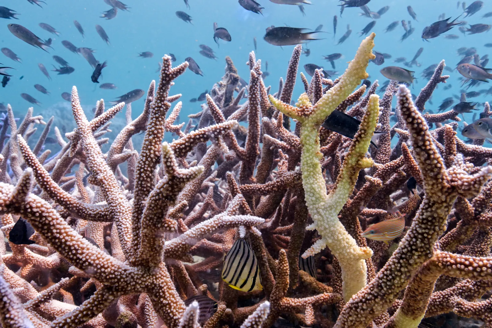 Coral bleaching too frequently for reefs to recover, scientists say