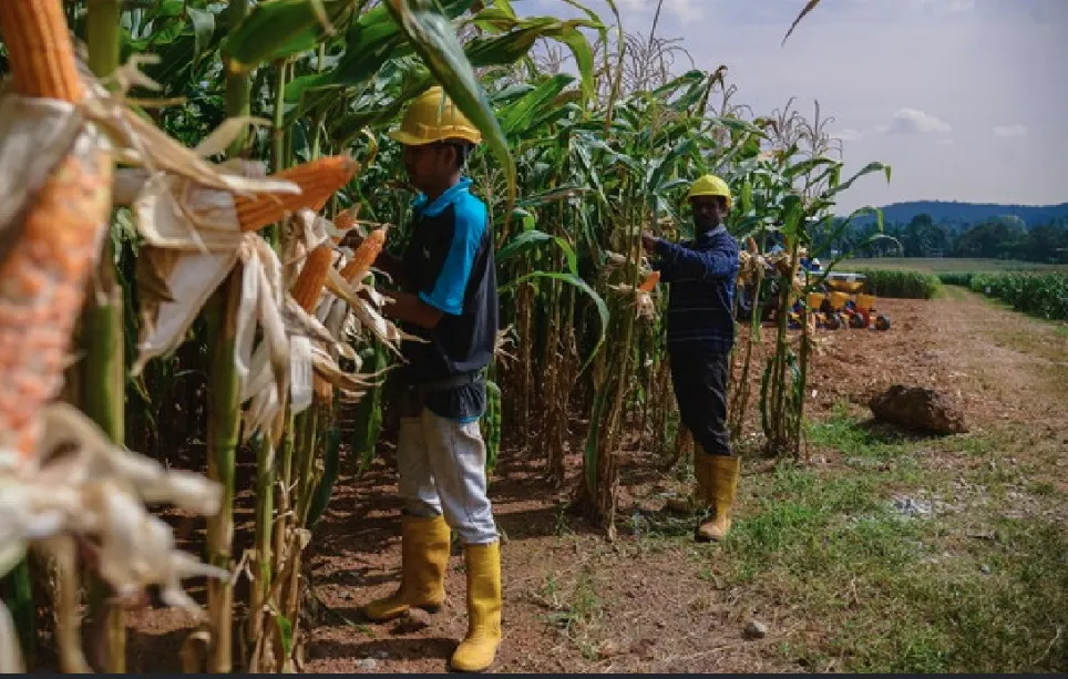 Malaysia hasil jagung bijian tempatan berskala besar, kurangkan kebergantungan import 