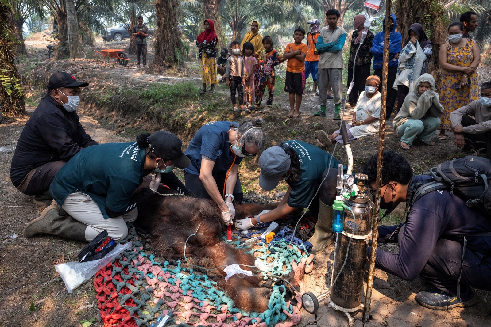 Orangutan saved from fire zone in Kalimantan battles respiratory illness
