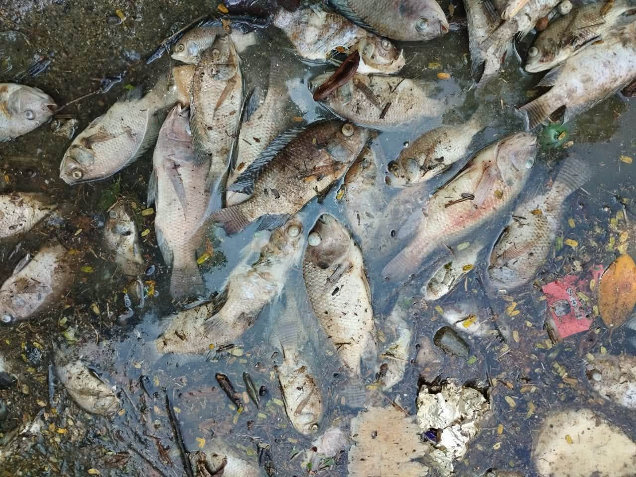 LUAS rules out water pollution in Taman Desa Mewah fish deaths
