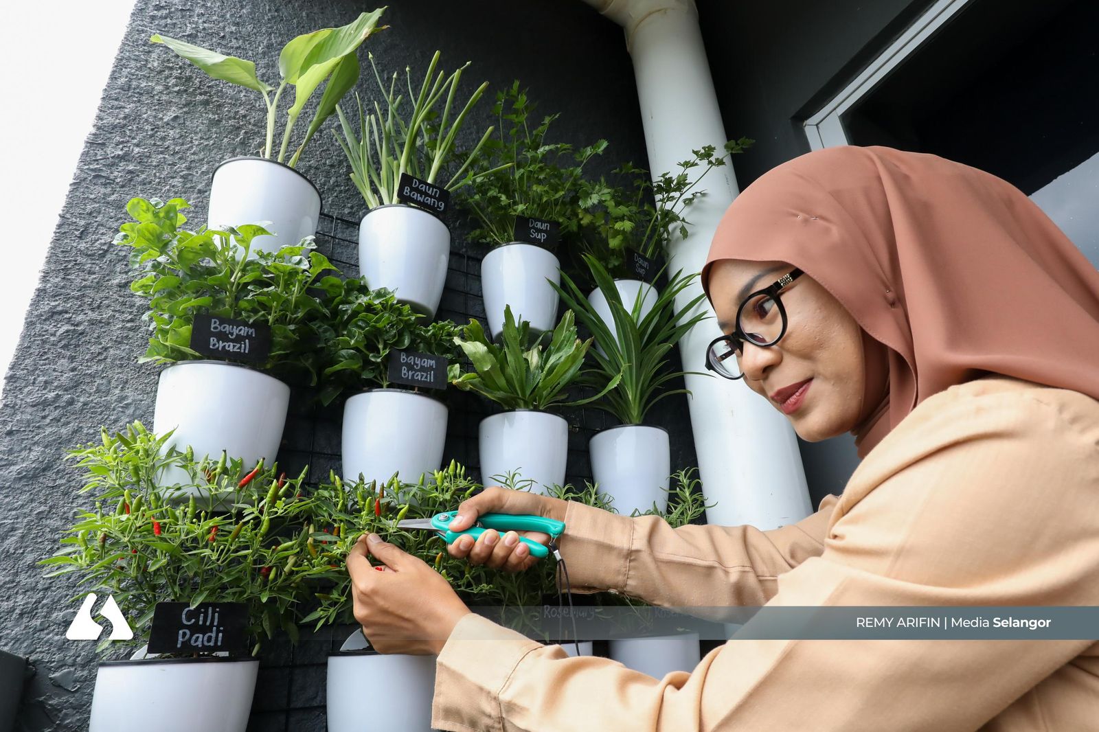 Balkoni kecil mampu hasilkan tanaman makanan segar, makan lebih yakin