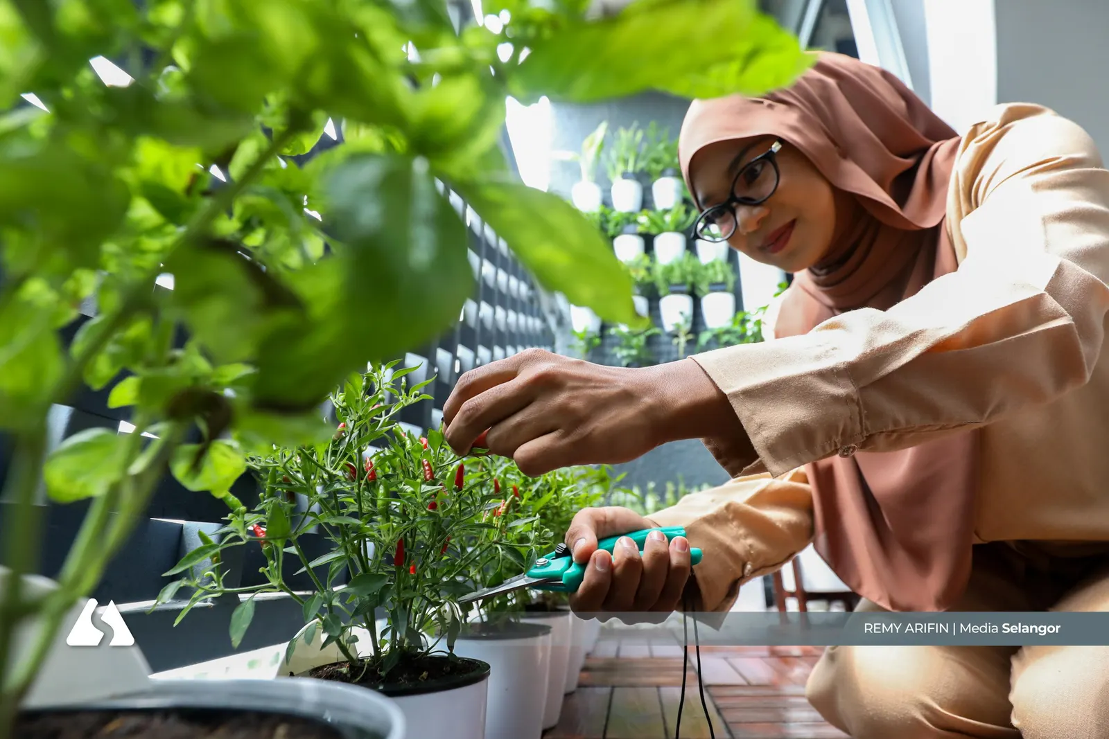 Cikgu ‘akak pokok’ bermula di balkoni, jana pendapatan dengan tanaman 