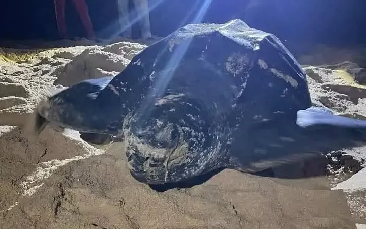 Third leatherback turtle lands in Terengganu this month
