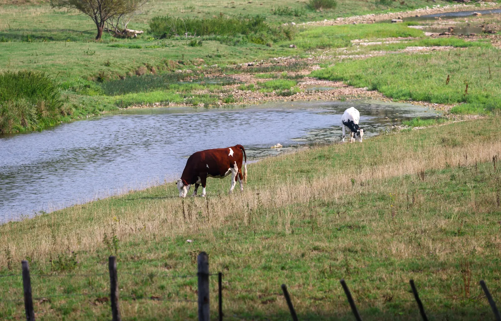 What is the Shamonda virus? What are the risks to humans, animals?