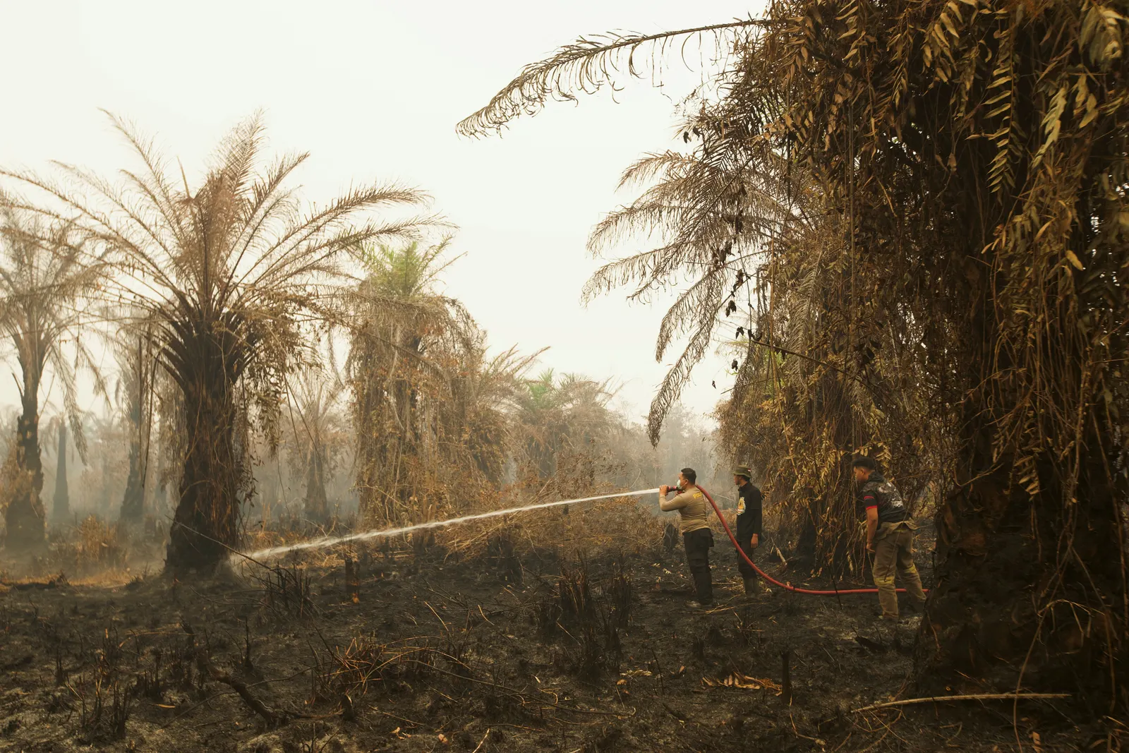 Indonesia's burned land doubles in September as fires rage