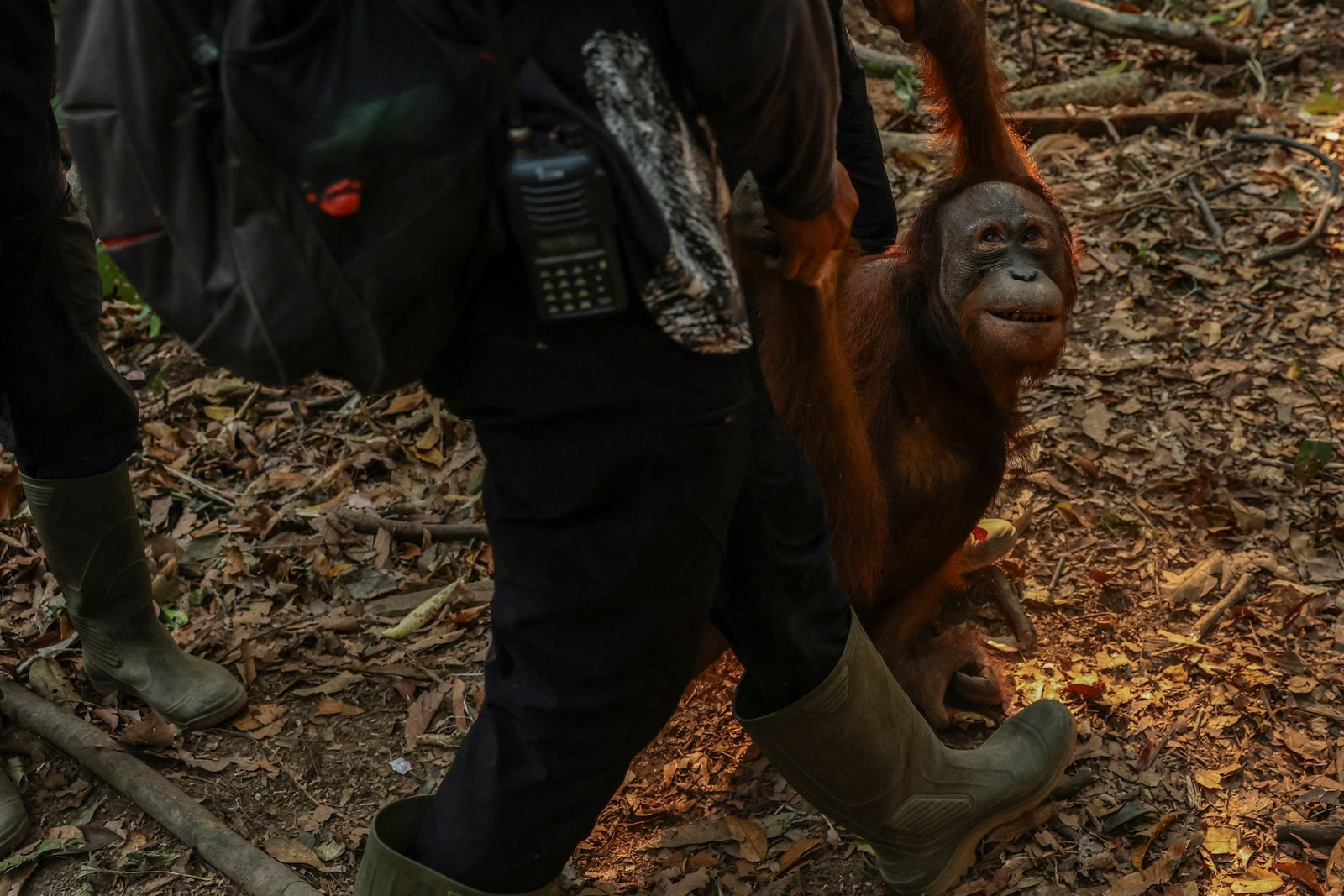 Indonesian rescue centre takes in more orangutans as fires rage