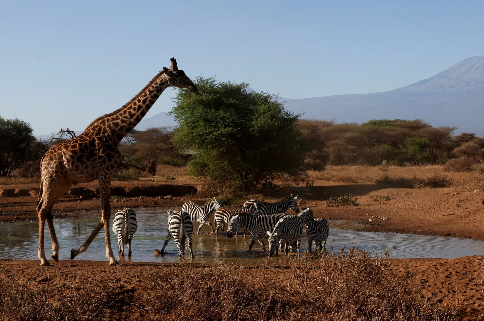 Wildlife populations have plunged 73 pct since 1970, warns WWF