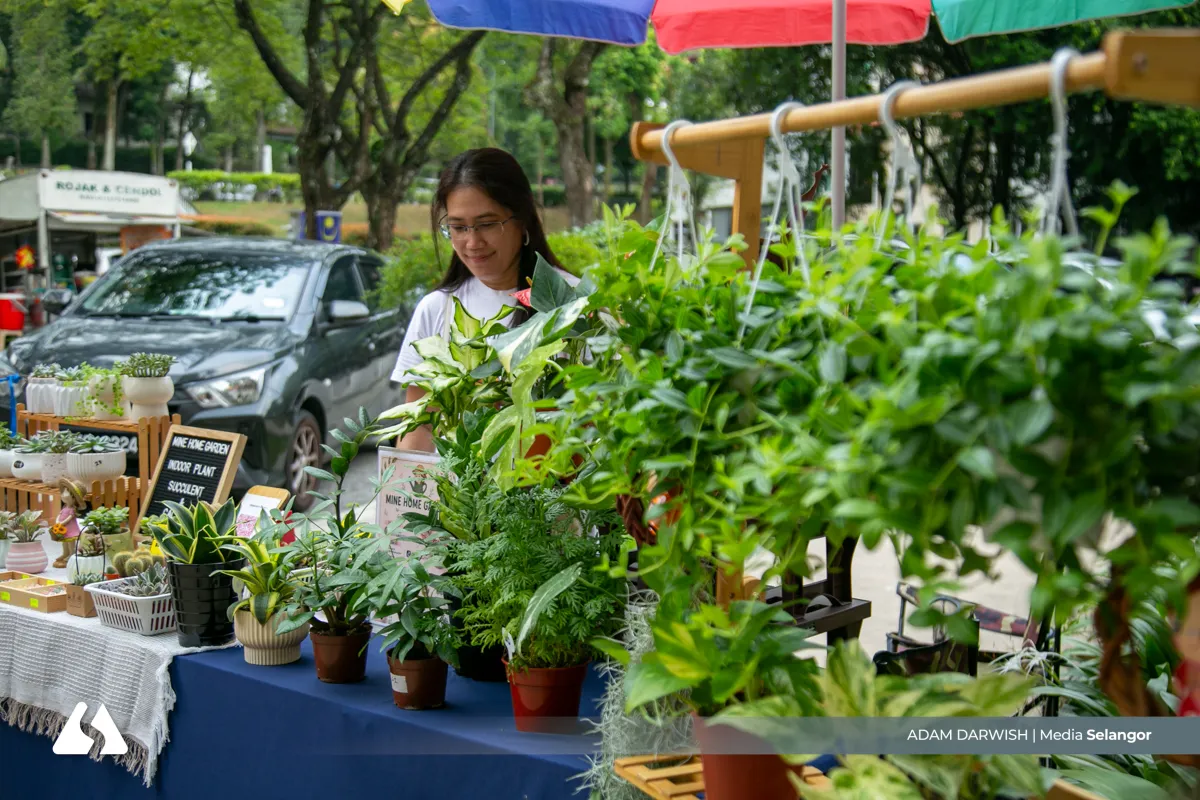 Pokok hiasan sesuai ruang kurang cahaya, mudah dijaga di rumah